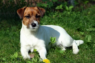 Lilli