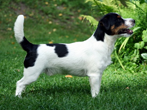 Luca