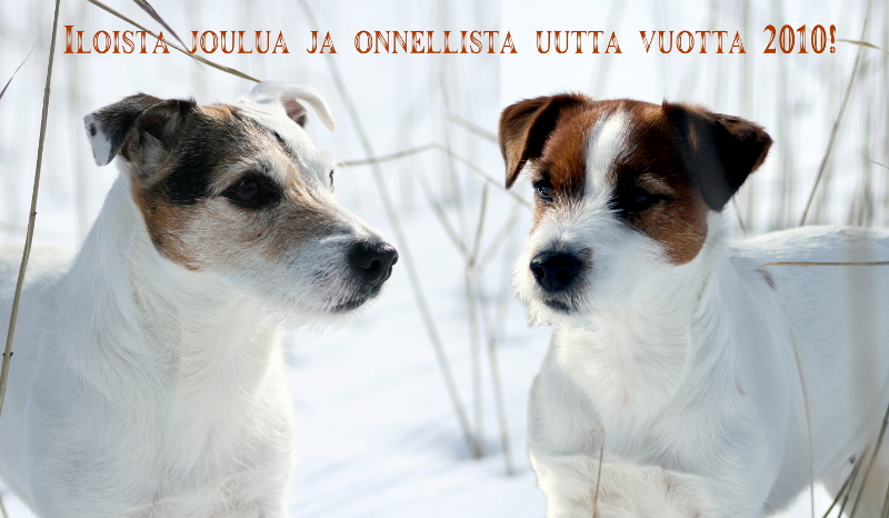 Joulukortti.jpg - Joulukortti
