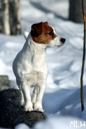 110313_inka.jpg - Inka