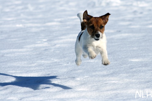 110315_lilli3.jpg - Flying Lilli