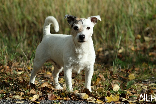 111005_eppu.jpg - Eppu 11 years old <3