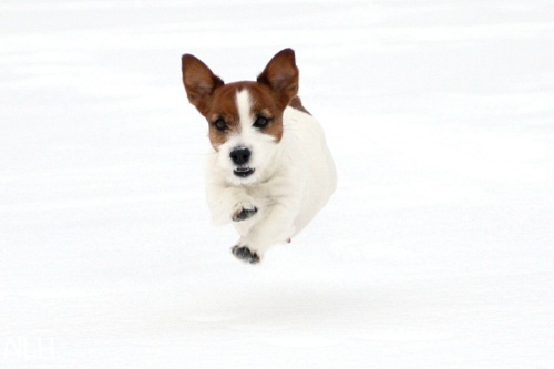 120211_inka3.jpg - Flying Russell Inka