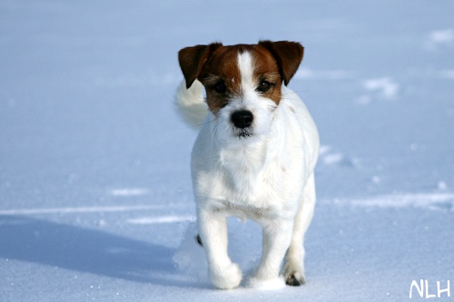 120211_inka5.jpg - Snow Queen Inka