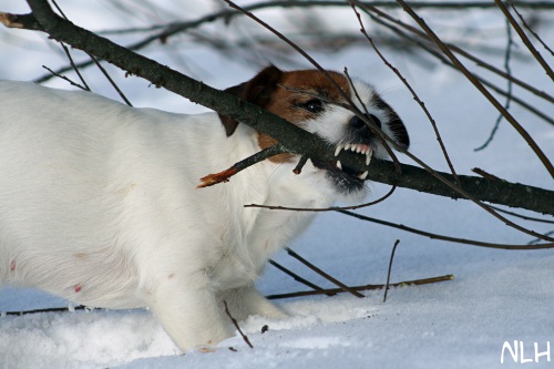 120211_inka7.jpg - Inka