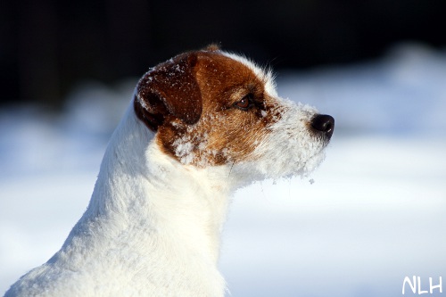 120226_inka11.jpg - Beautiful Inka