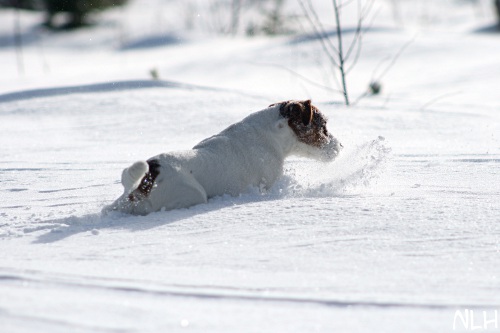 120226_inka3.jpg - Inka