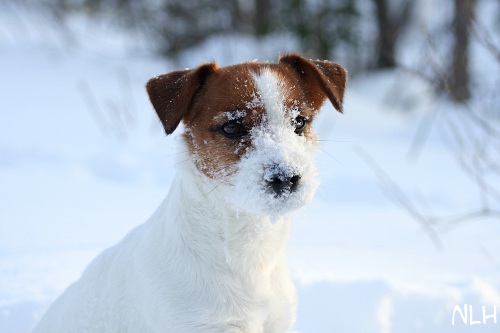 120226_inka9.jpg - Snow Face Inka