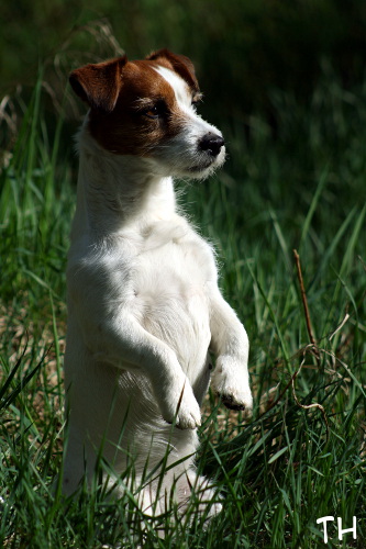 120526_inka2.jpg - Mongoose Inka