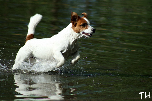 120701_inka.jpg - Water Animal Inka