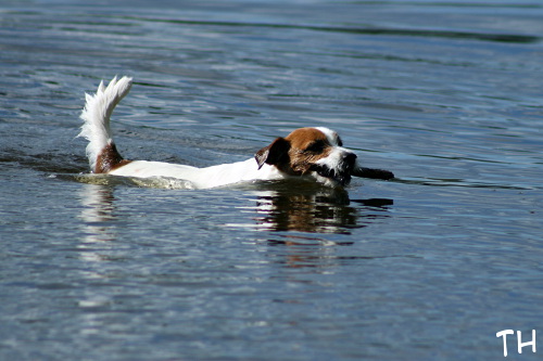 120701_inka5.jpg - Fetching sticks