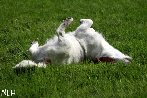 120716_inka2.JPG - Inka :D