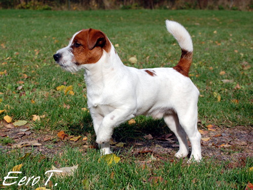 081005_pyry.jpg - Pyry 7 kk