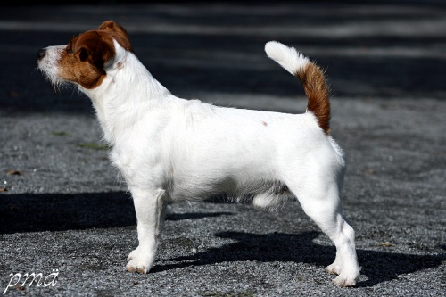 110911_arska.jpg - Arska 3,5 v (Maiaran Archer)