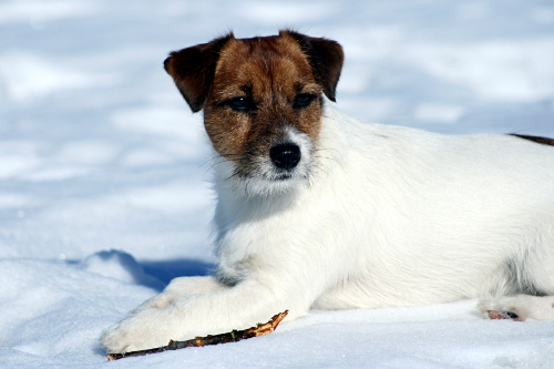 110315_lilli.jpg - Lilli