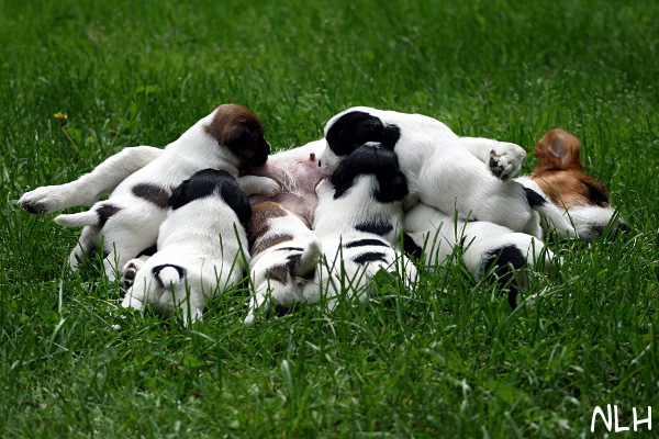 100607_nappulaliiga.jpg - At Milk bar, puppies 3 weeks