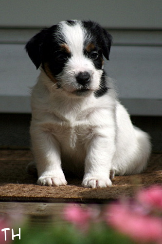 100619_romeo.jpg - Romeo 5 vkoa