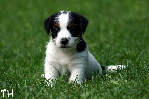 100625_romeo.jpg - Romeo