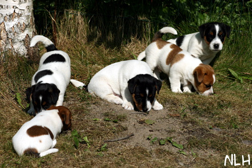 100706_lauma3.jpg - Puppies 7 weeks old