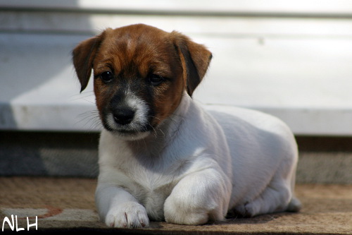 100709_lilli.jpg - Lilli (ent. Ronja)