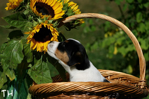 100710_roope2.jpg - Luca (ent. Roope)