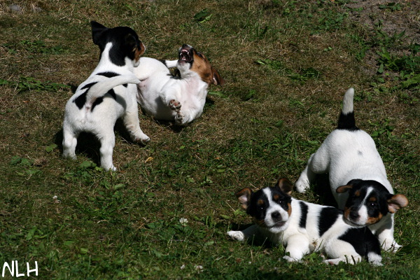 100710_taistelu.jpg - Taisteluparit