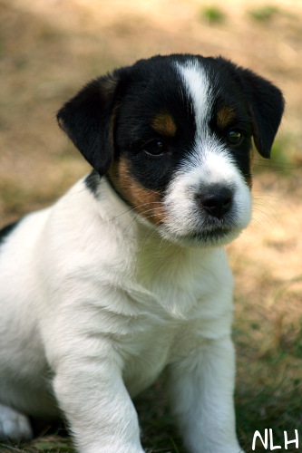 100711_roope.jpg - Luca (ent. Roope) 8 vkoa