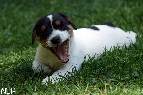 100713_ruben2.jpg - Milo (ent. Ruben)