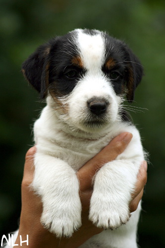 100707_romeo2.jpg - Romeo