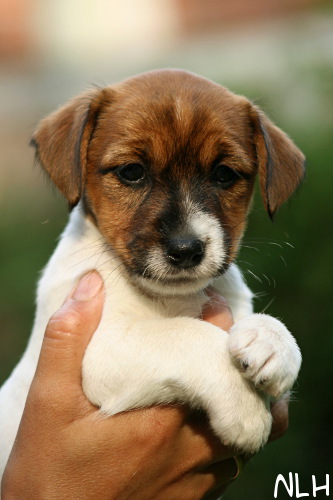 100707_ronja2.jpg - Lilli (Ronja)