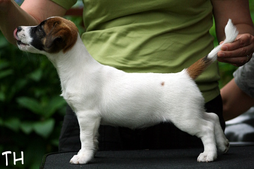 110619_sointu2.jpg - Sointu, Maiaran Caprica, 11 weeks old