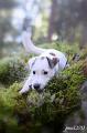 110917_alma