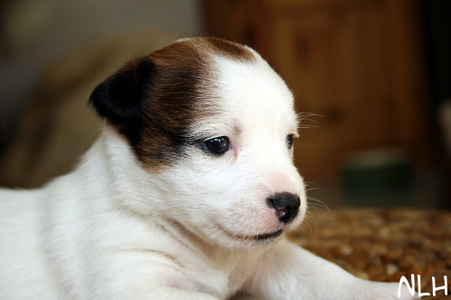 110428_sade.jpg - Sade 3 vkoa
