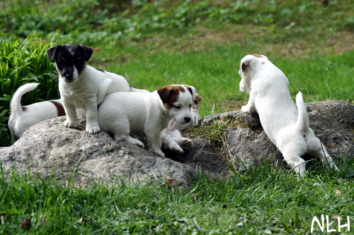 110521_kivella2.jpg - Puppies 7 weeks old