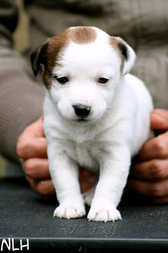 110505_sade2.jpg - Sade 4,5 weeks