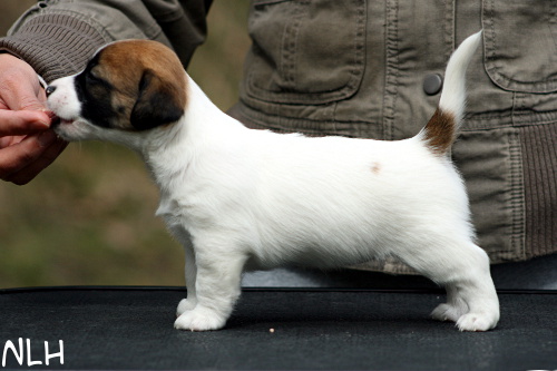 110505_sointu.jpg - Sointu 4,5 weeks
