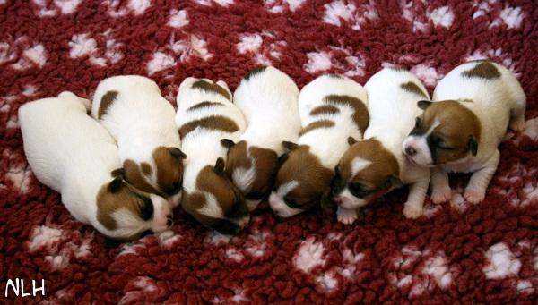 120812_d-pennut2.jpg - D-litter one-week-old: Bolt, Willa, Riimu, Ruu, Wili, Welho & Hugo