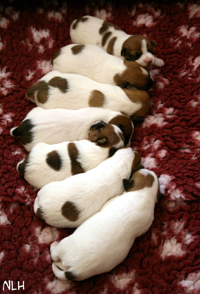 120812_d-pennut3.jpg - Wili, Welho, Hugo, Ruu, Riimu, Willa & Bolt