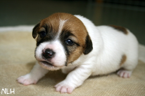 120821_hugo.jpg - Hugo