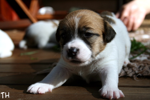 120825_hugo2.jpg - Hugo 3 vkoa