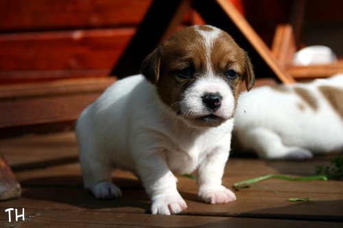 120825_willa2.jpg - Willa 3 vkoa