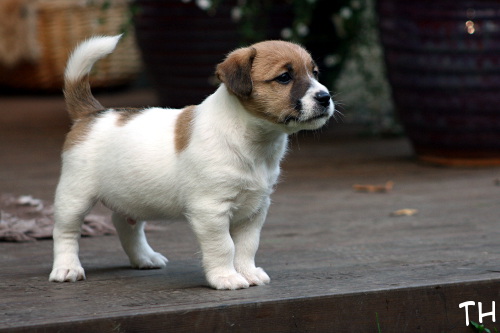 120911_hugo2.jpg - Hugo 5,5 vkoa