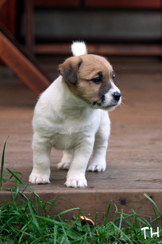 120911_hugo3.jpg - Hugo