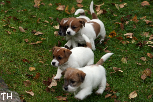 120911_lauma.jpg - Riimu, Wili, Willa, Welho