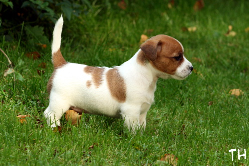 120911_wili2.jpg - Wili 5,5 vkoa