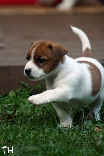 120911_wili4.jpg - Wili