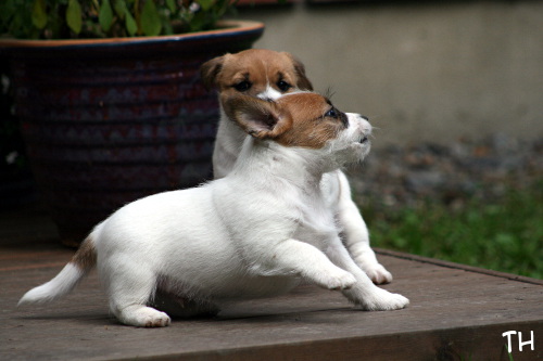 120916_hugo&bolt.jpg - The Superdog Bolt & Brother Hugo