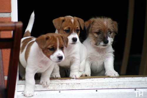 120916_wili,willa,welho.jpg - Wili, Willa & Welho, at the age of 6 weeks