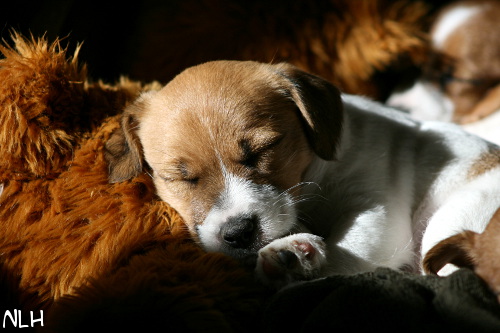 120918_hugo.jpg - Hugo