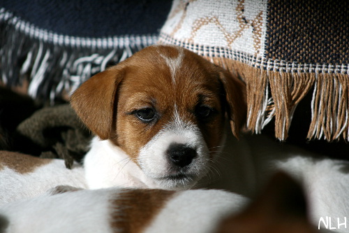 120918_willa2.jpg - Willa